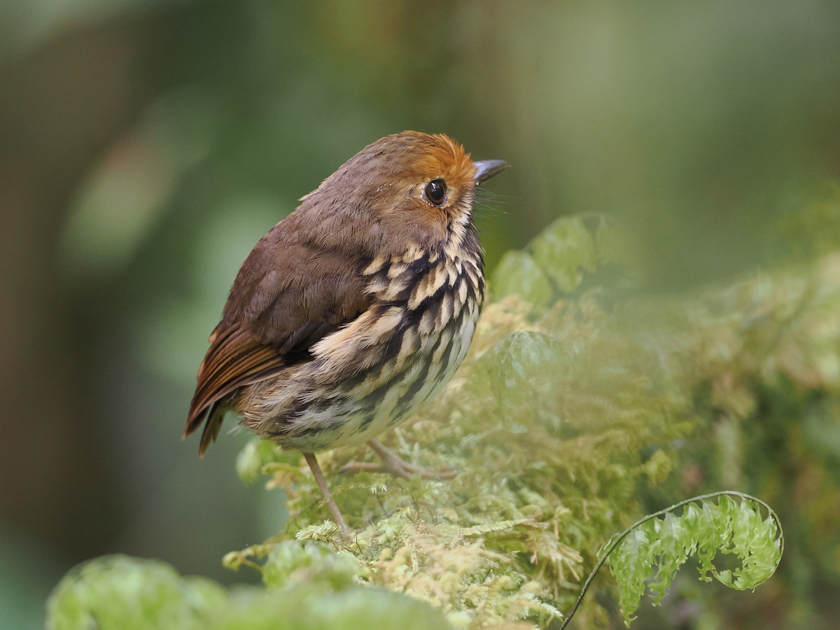 Ochre-fronted Antpitta - ML628036753