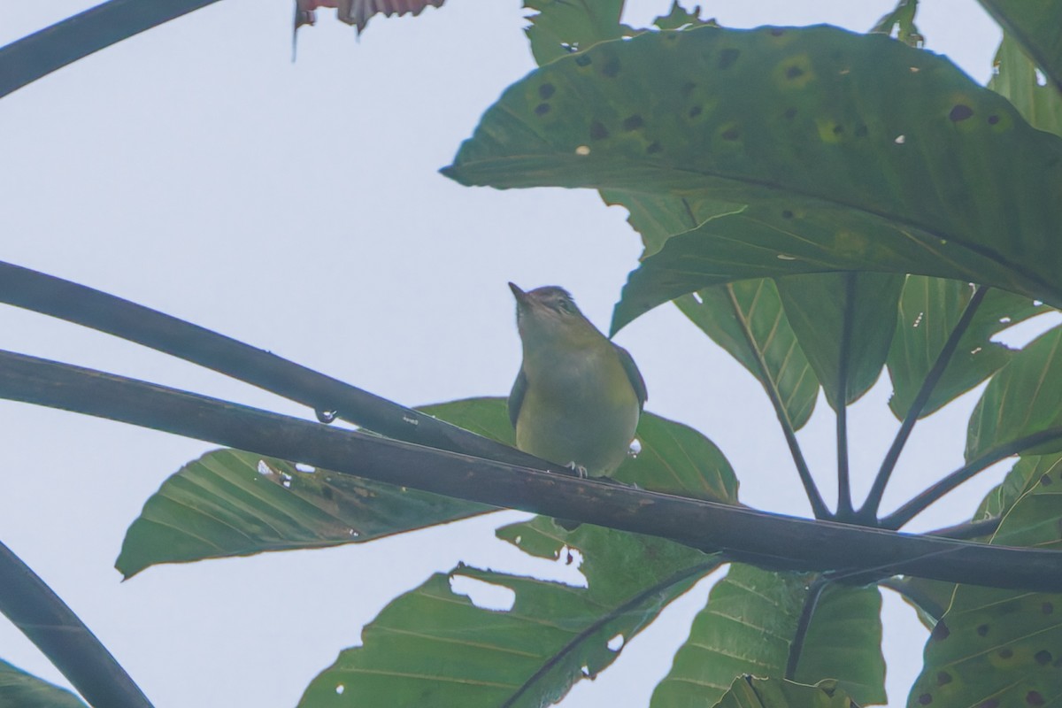 Vireo Verdiamarillo - ML628036763