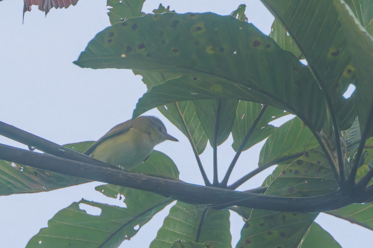 Vireo Verdiamarillo - ML628036764