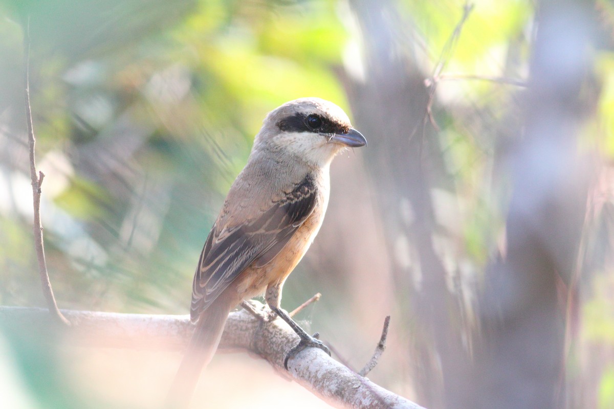 Long-tailed Shrike - ML628036765