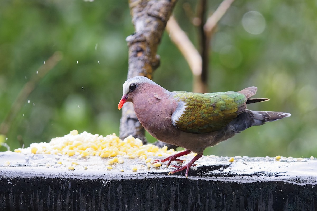 Asian Emerald Dove - ML628036766