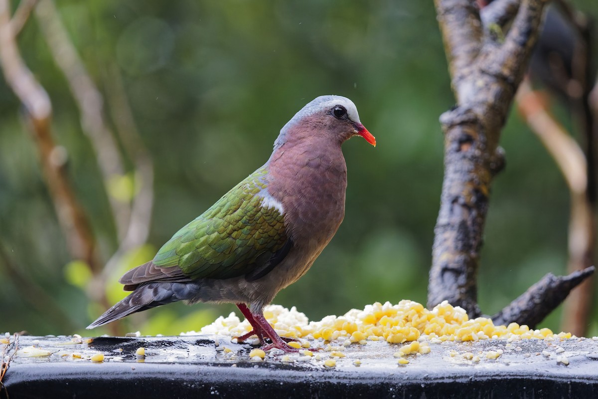 Asian Emerald Dove - ML628036767