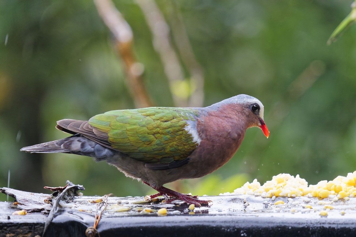 Asian Emerald Dove - ML628036768