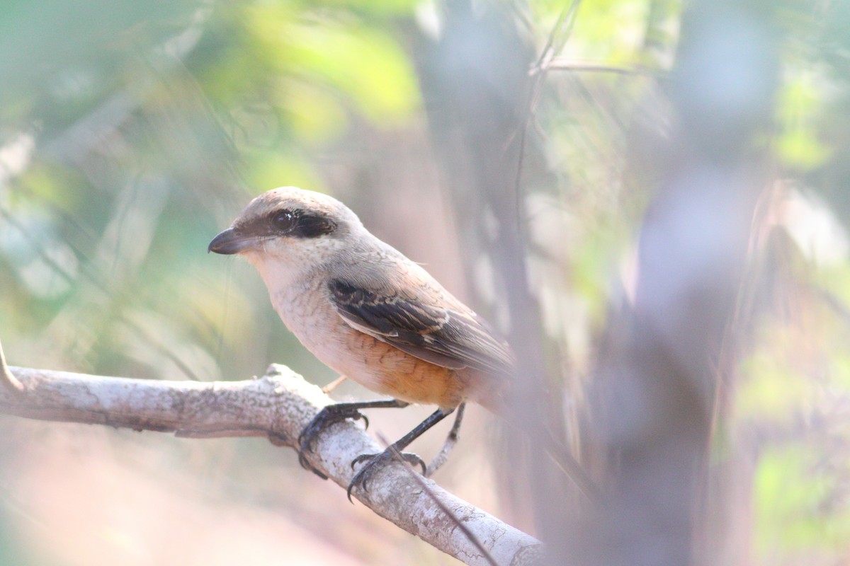 Long-tailed Shrike - ML628036770