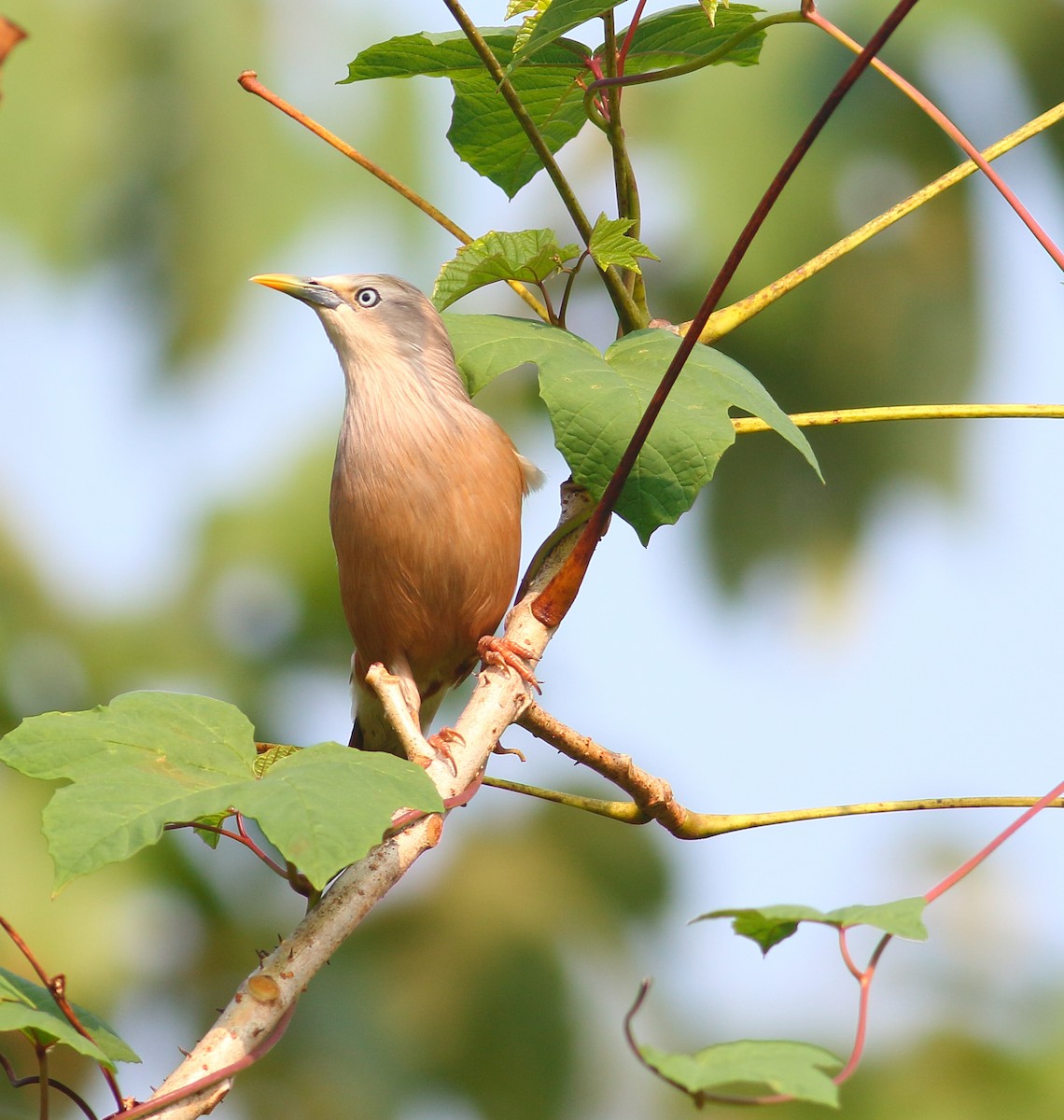 Chestnut-tailed Starling - ML628036774