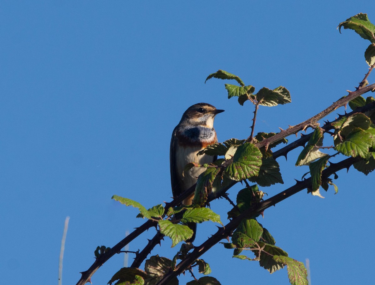 Bluethroat - ML628036775