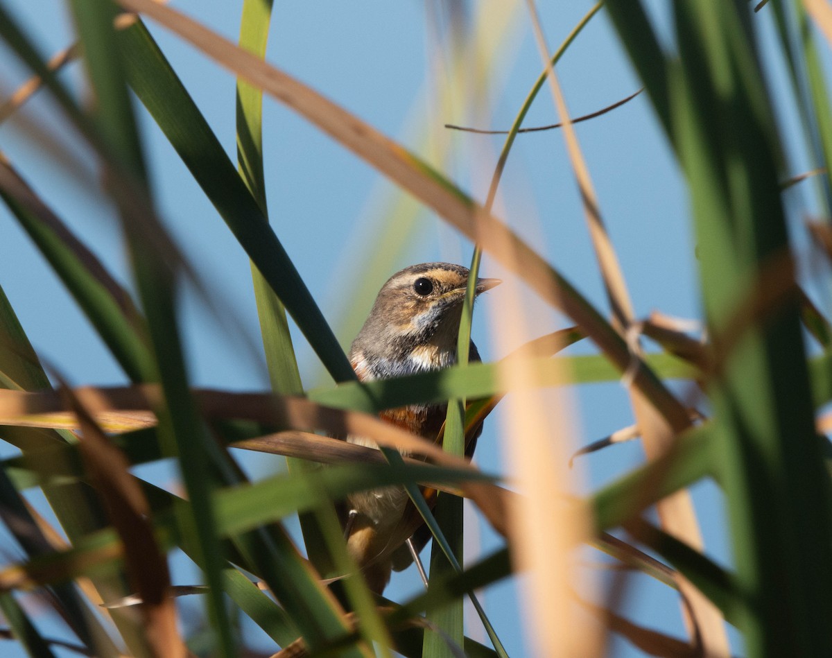 Bluethroat - ML628036776