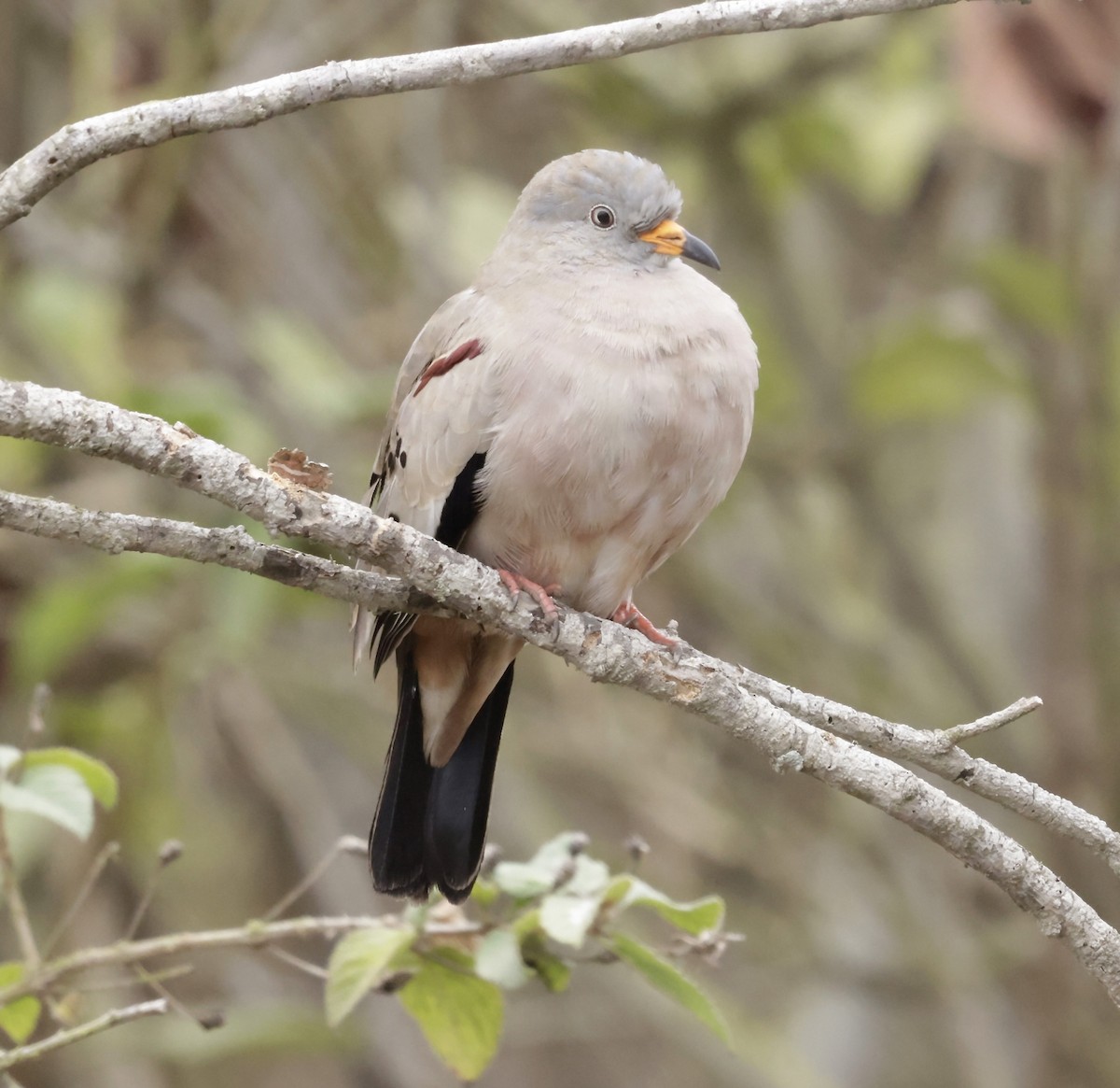 Croaking Ground Dove - ML628036778