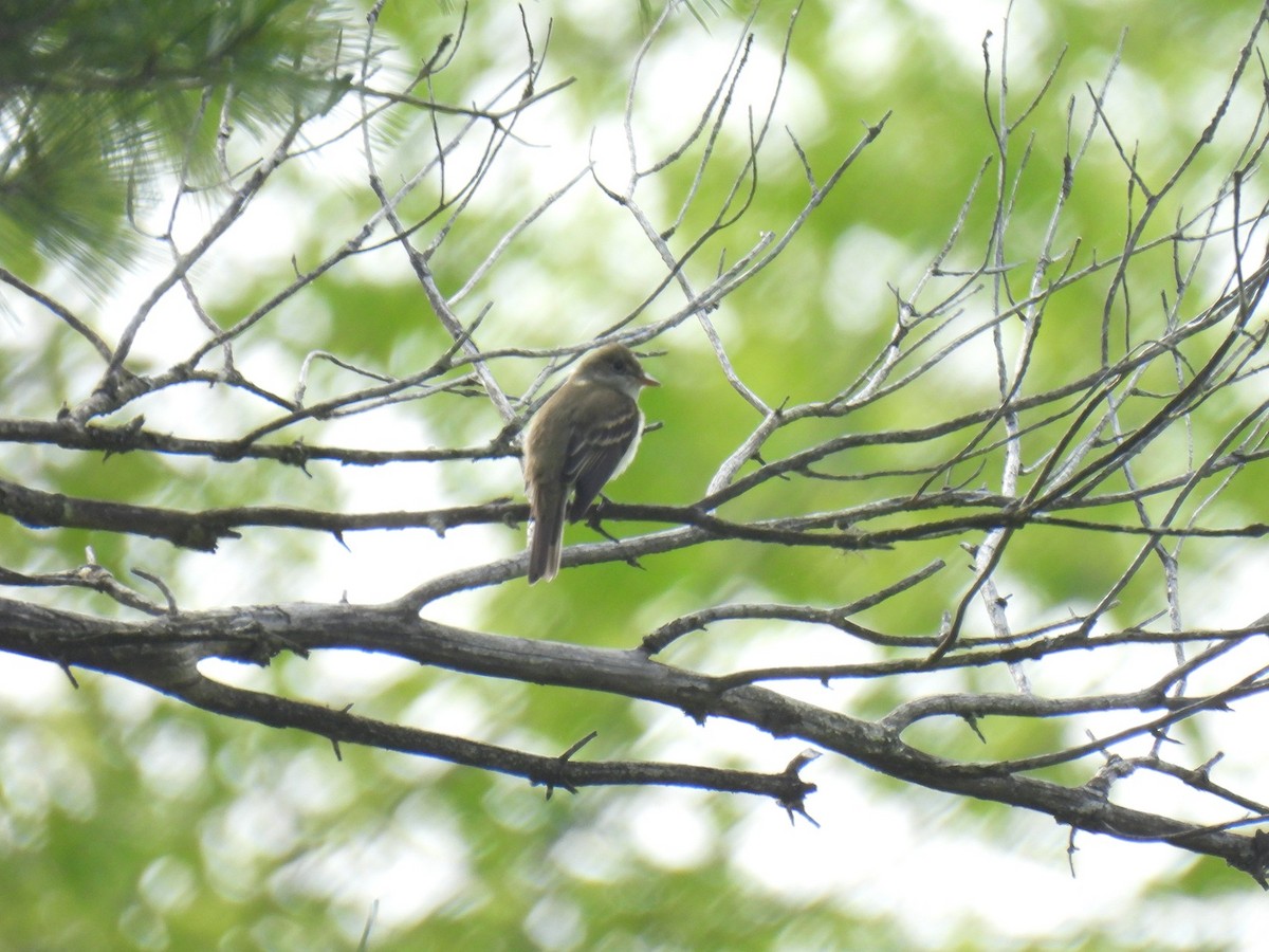 Least Flycatcher - ML628036779