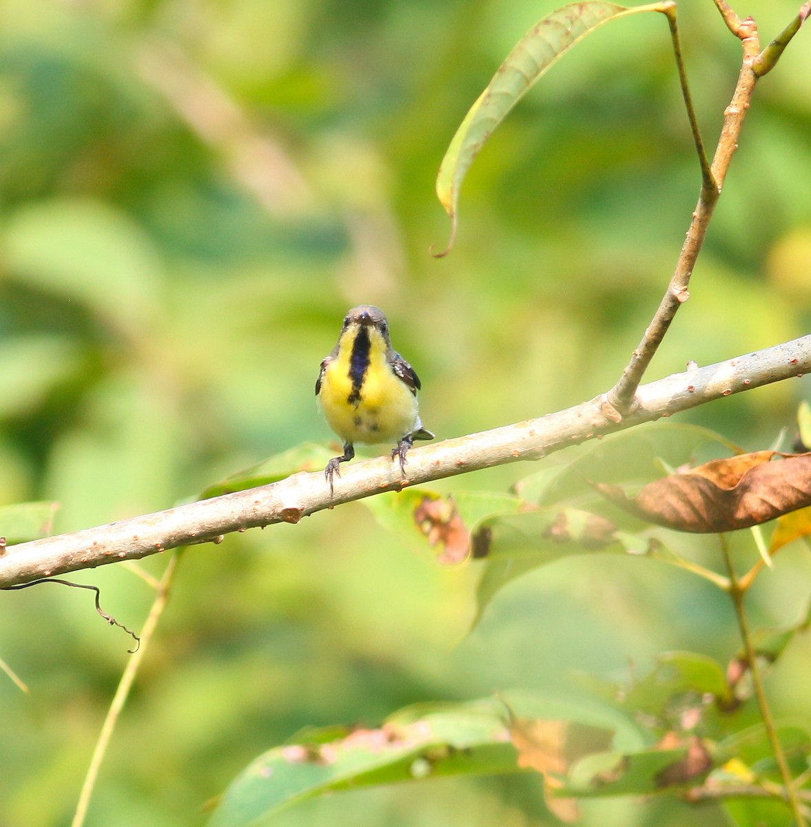 Purple Sunbird - ML628036781