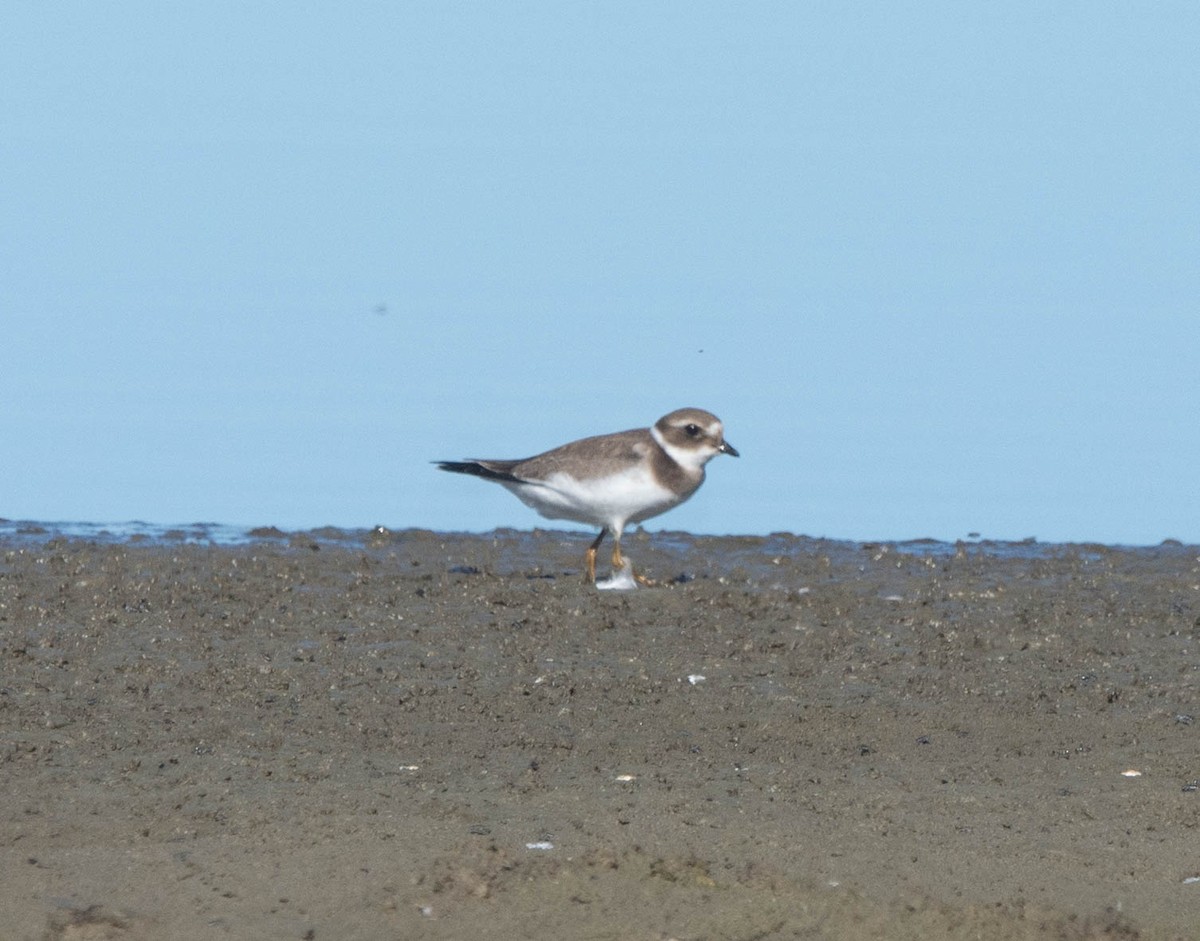 Common Ringed Plover - ML628036784