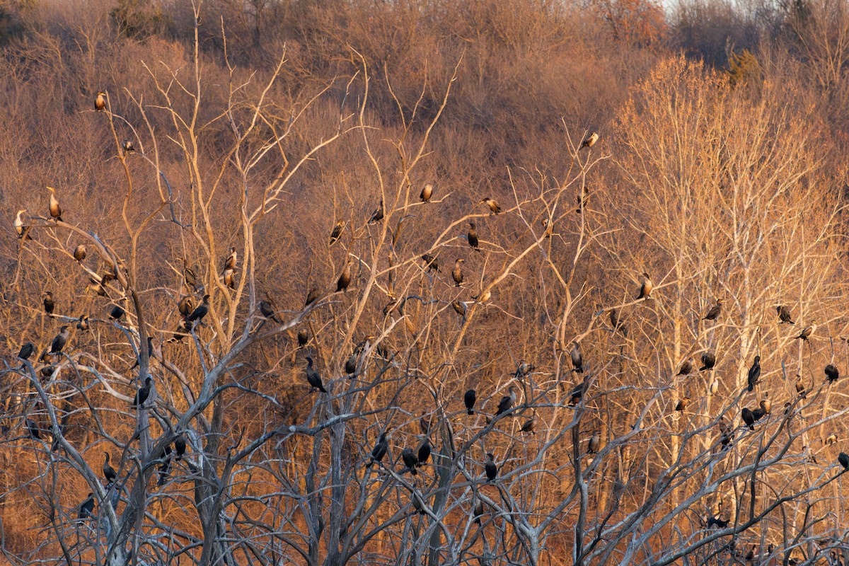 Double-crested Cormorant - ML628036785