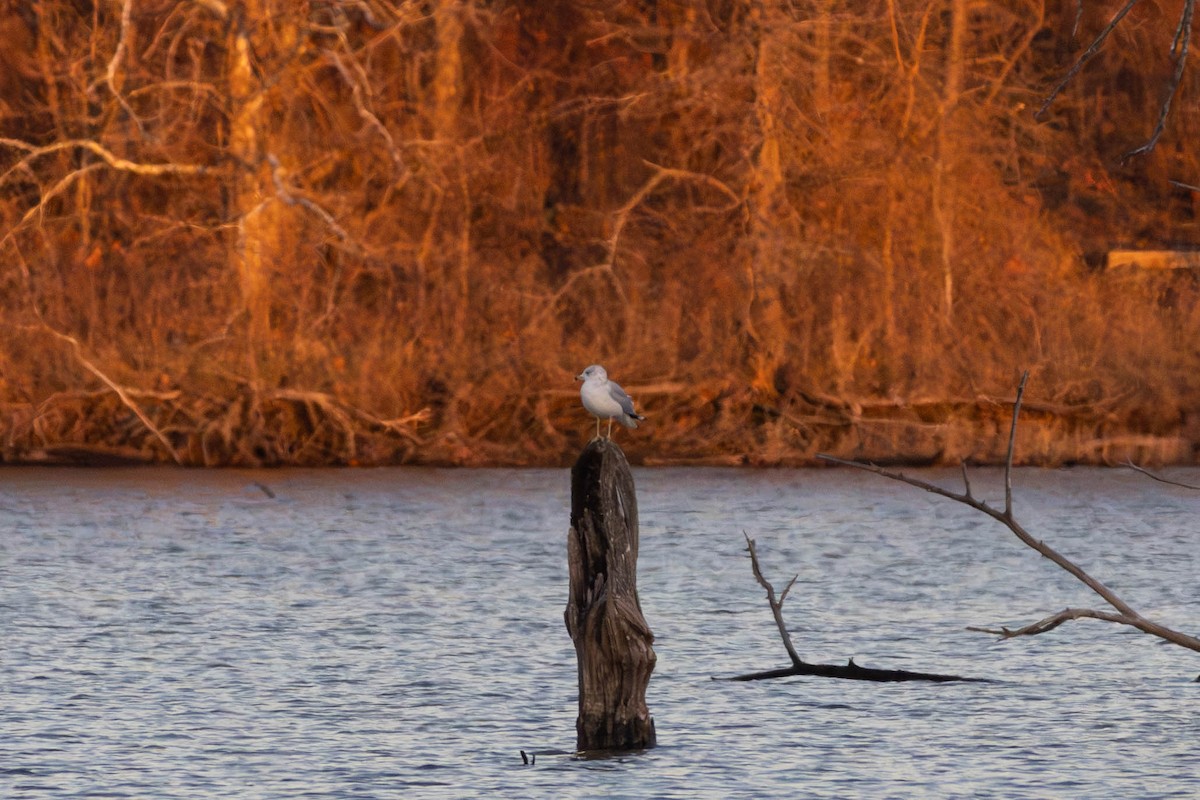 Ring-billed Gull - ML628036786