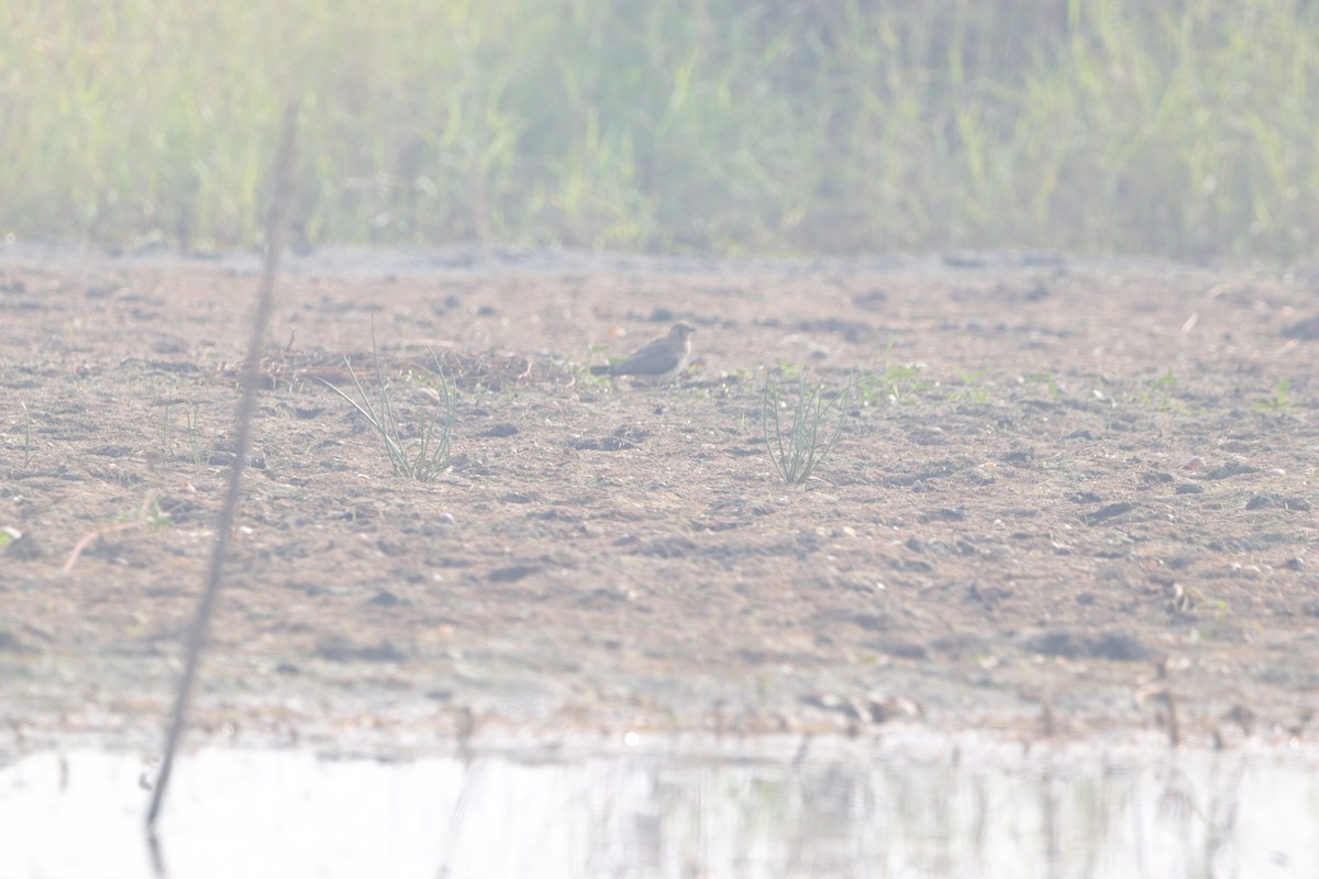 Oriental Pratincole - ML628036787