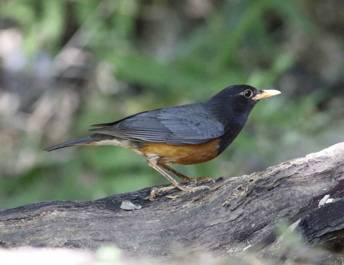 Black-breasted Thrush - ML628036788