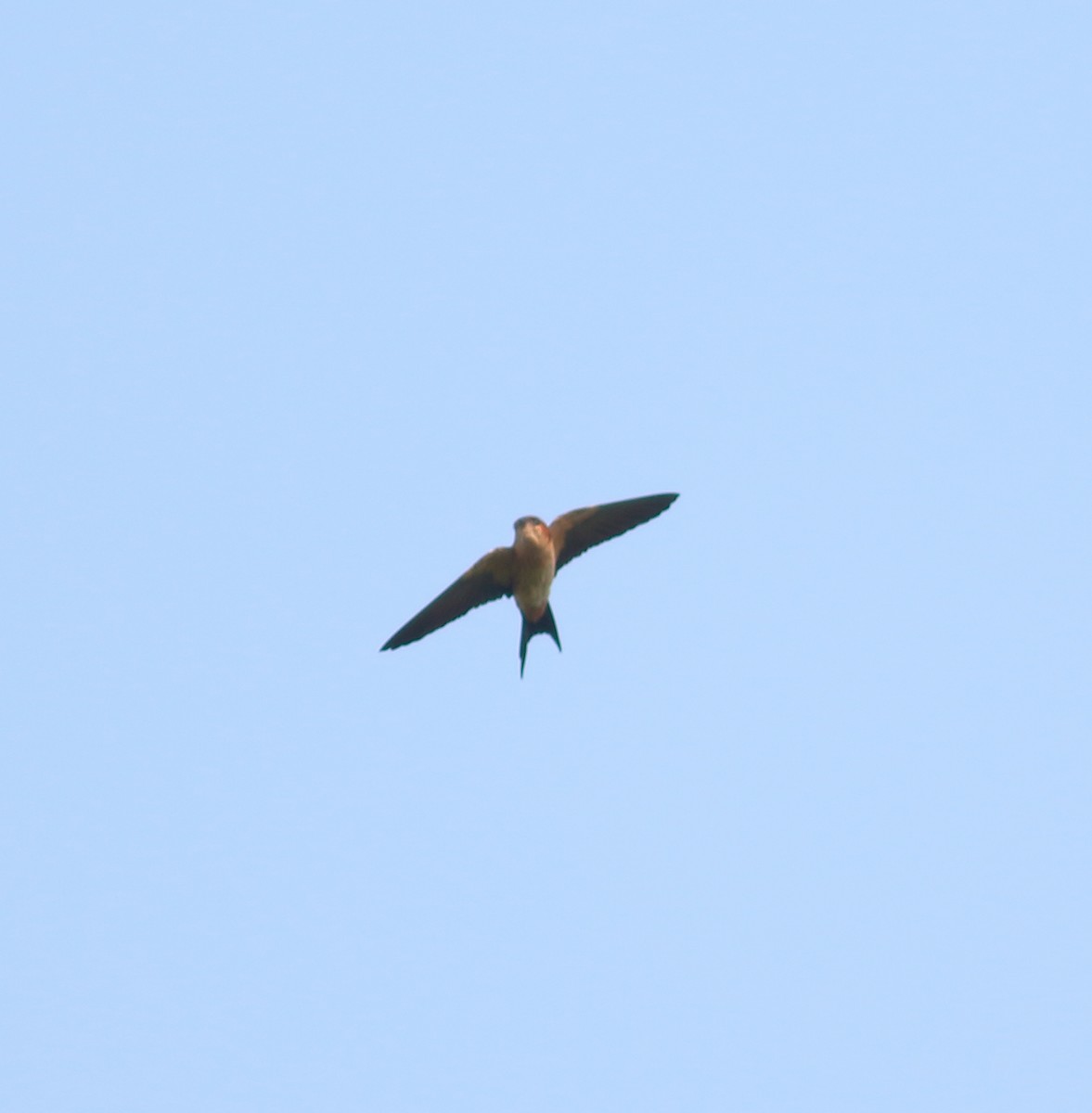 Eastern Red-rumped Swallow - ML628036790