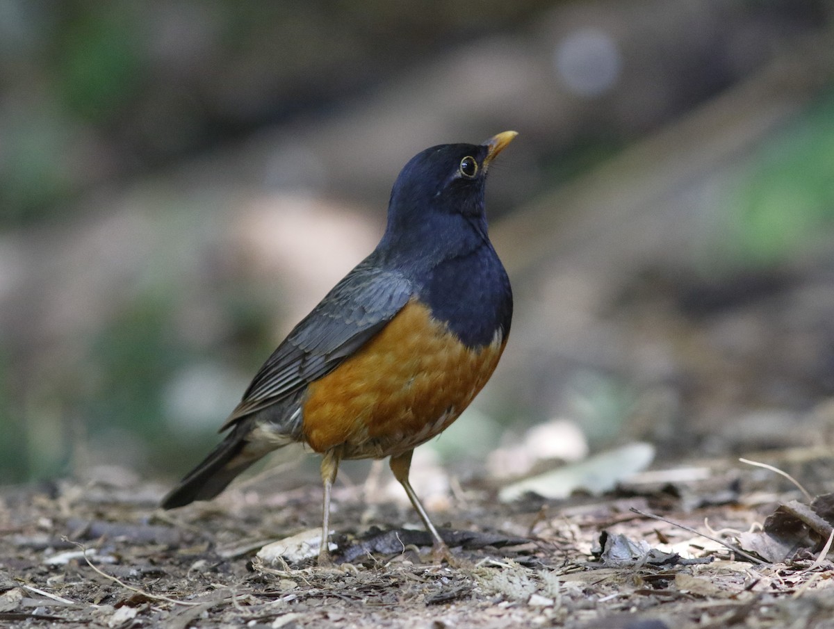 Black-breasted Thrush - ML628036791