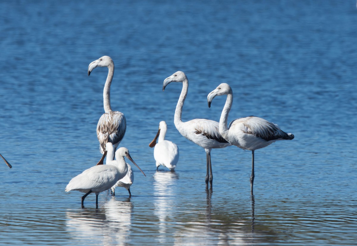 Greater Flamingo - ML628036792