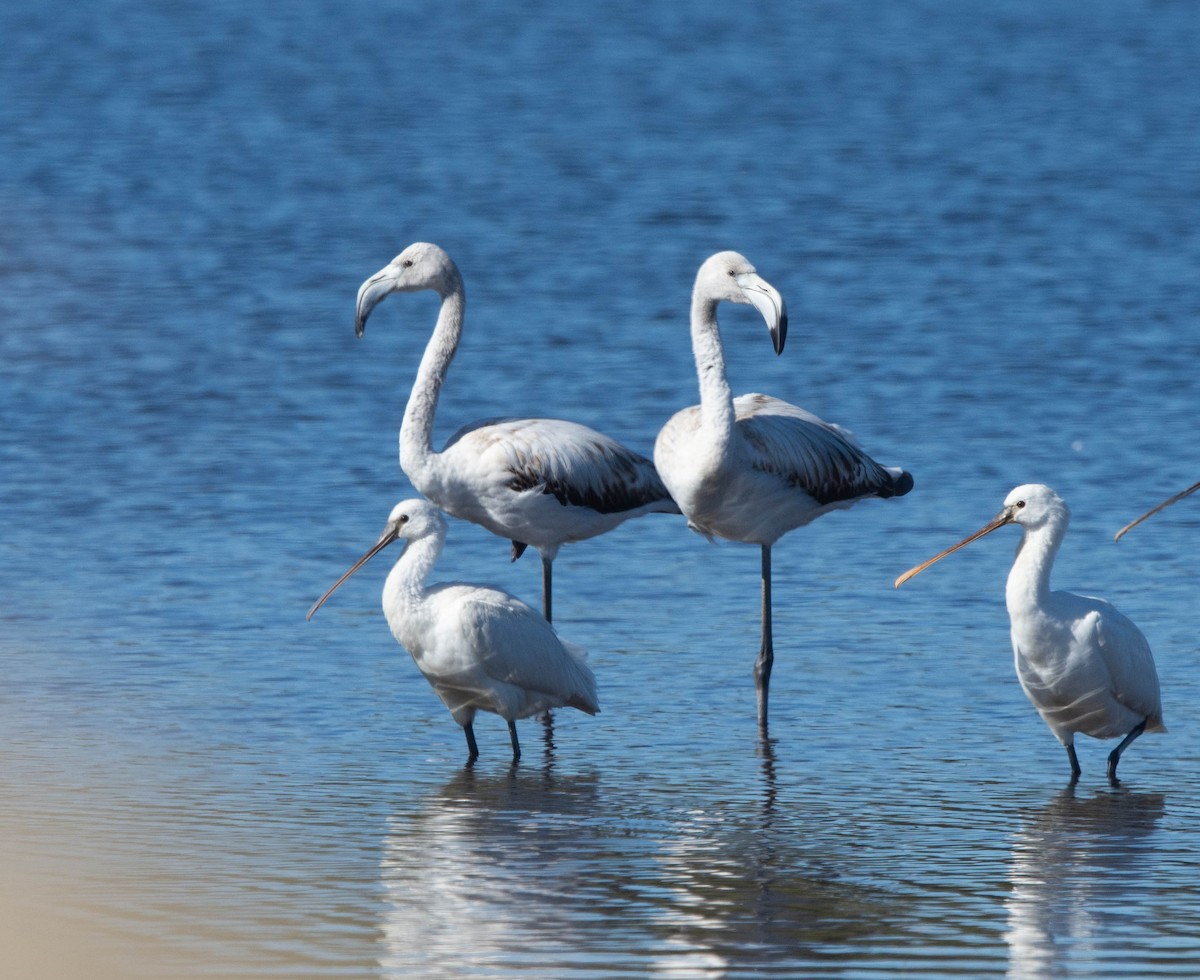 Greater Flamingo - ML628036793