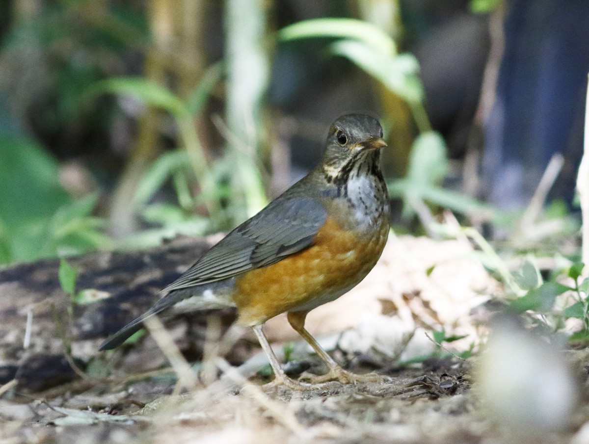 Black-breasted Thrush - ML628036794