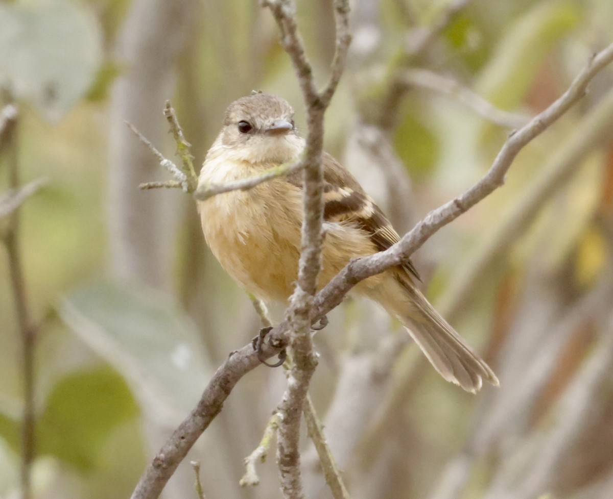 Rufescent Flycatcher - ML628036795