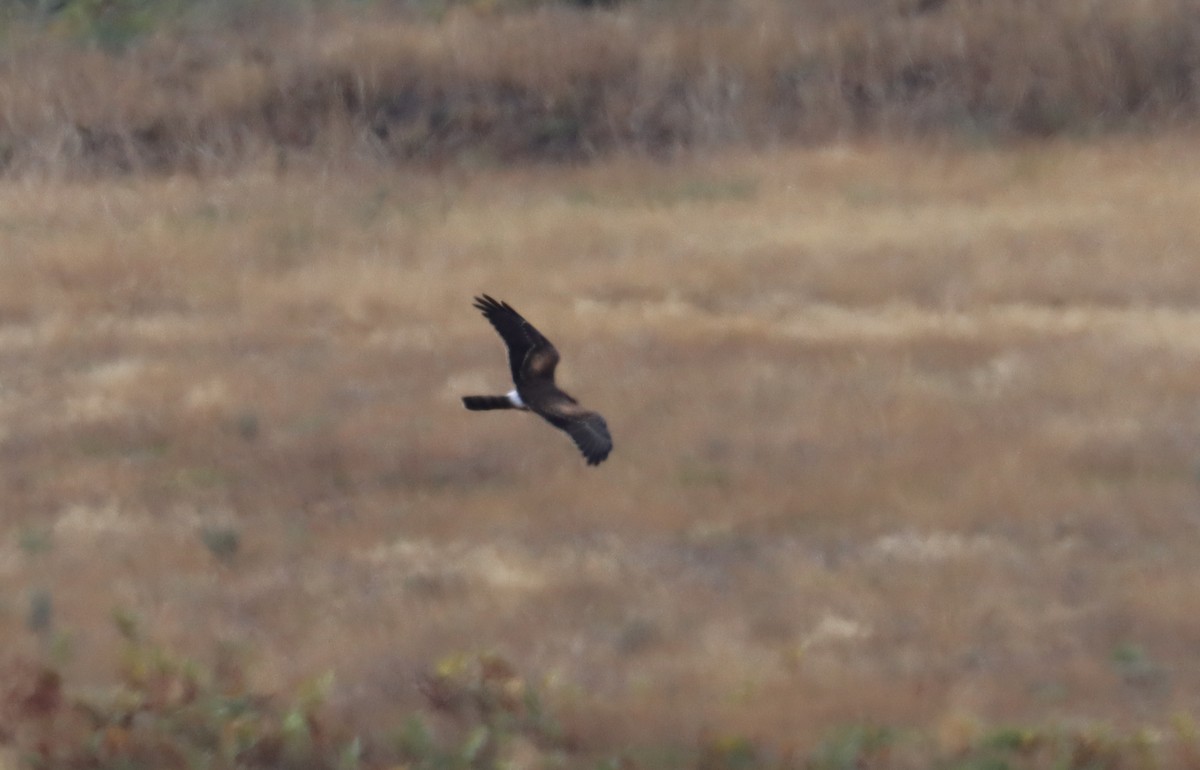 Montagu's Harrier - ML628036799