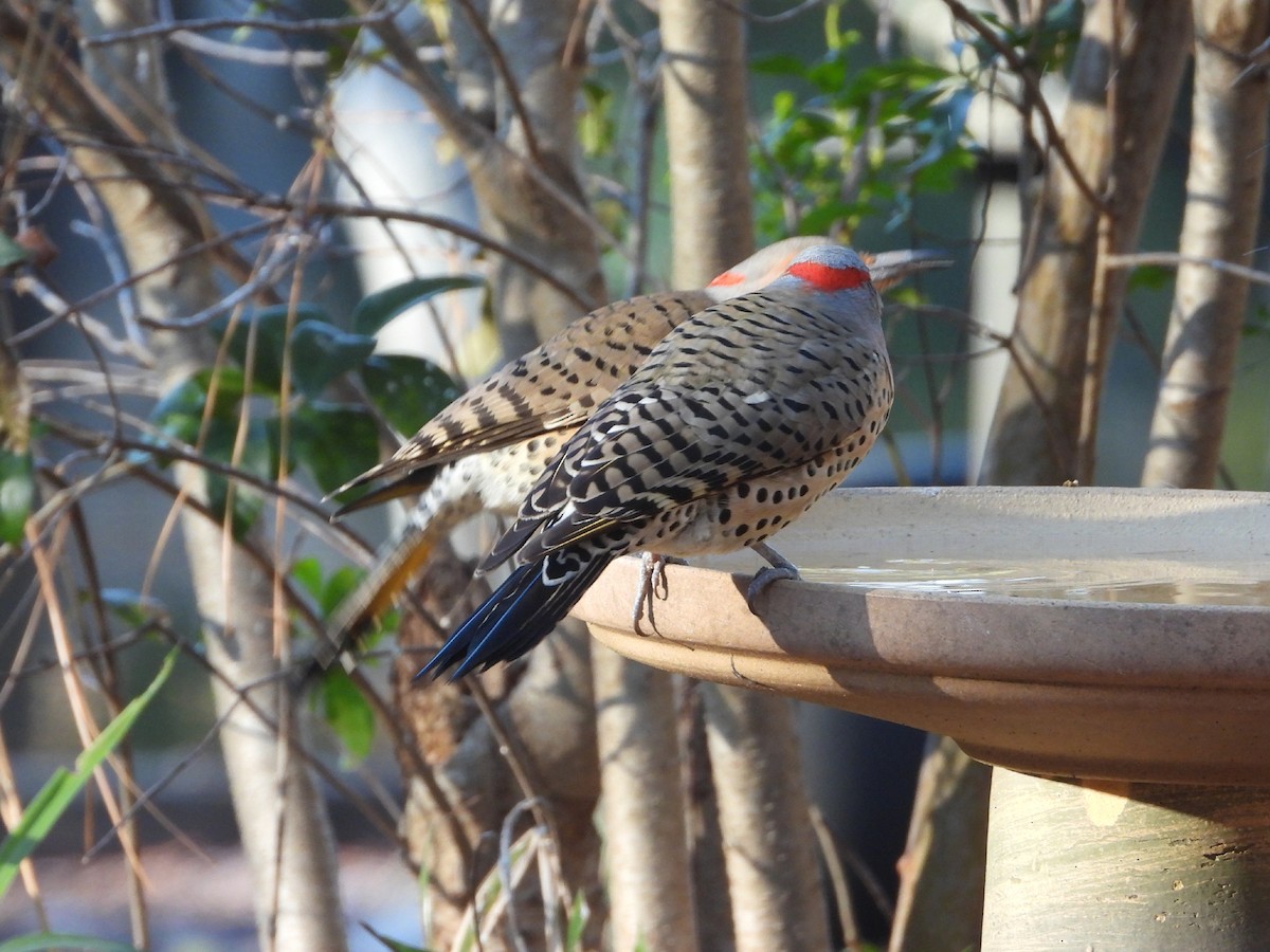 Northern Flicker - ML628036800