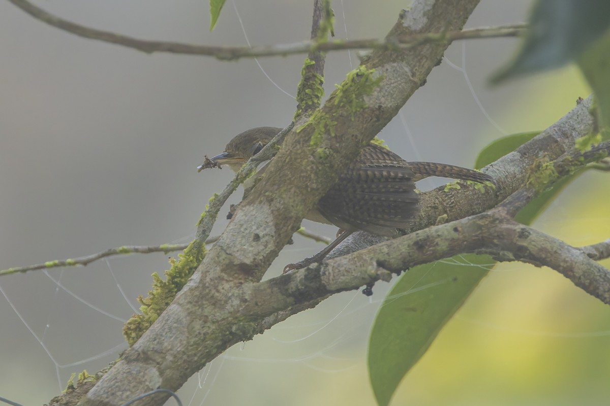 Chochín Criollo Sureño - ML628036846