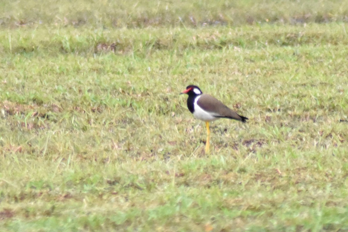 Red-wattled Lapwing - ML628036913