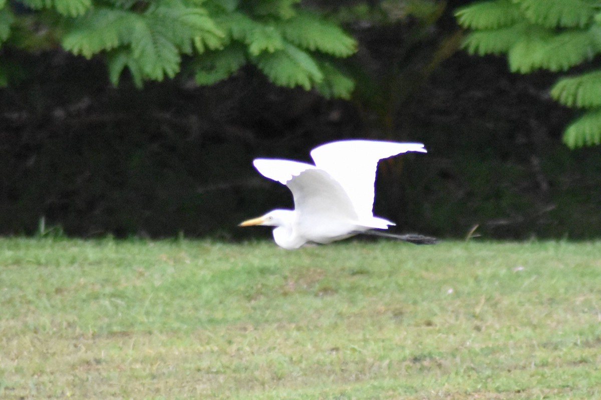 Great Egret - ML628036940