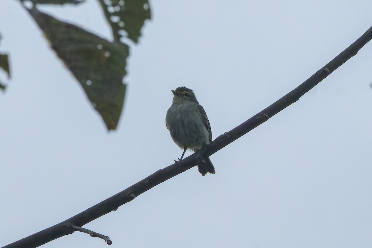 Mosquerito Caridorado - ML628036946