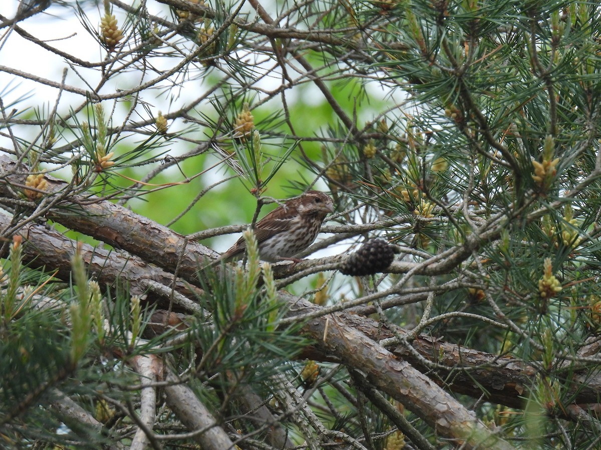 House Finch - ML628036976