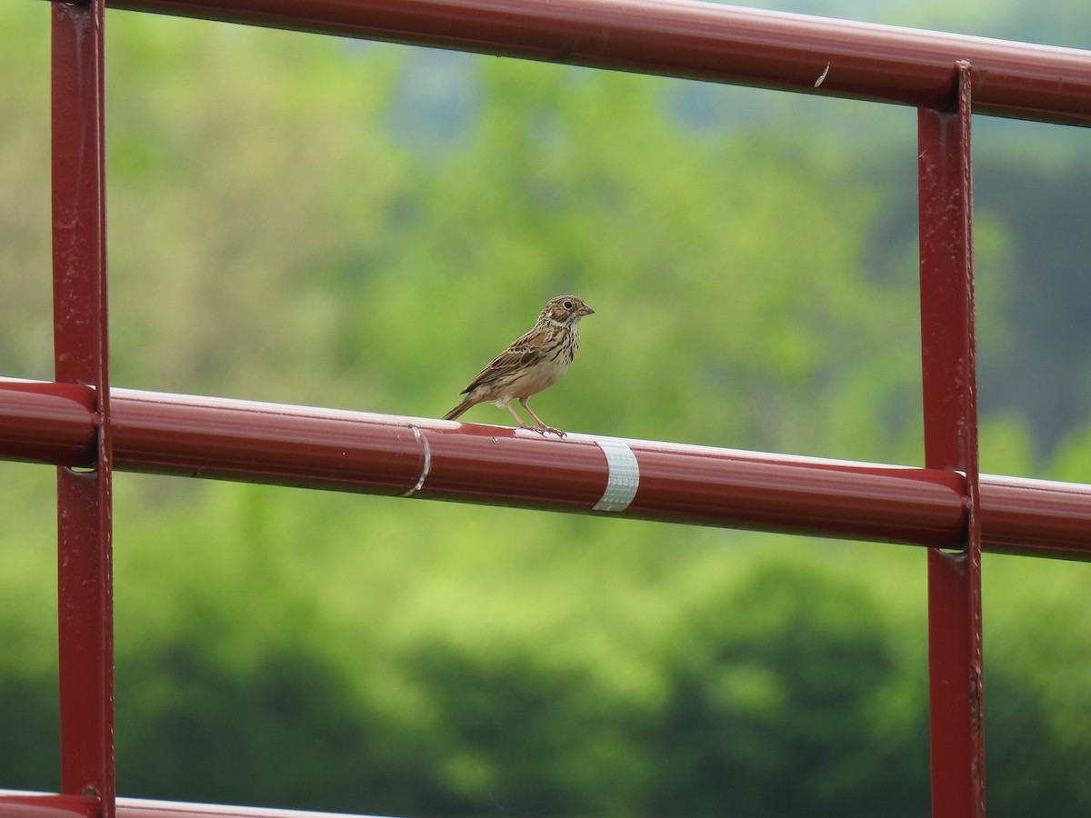Vesper Sparrow - ML628037060