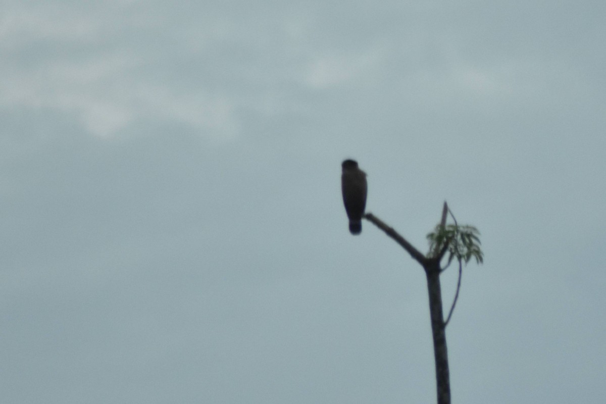 Crested Serpent-Eagle - ML628037065