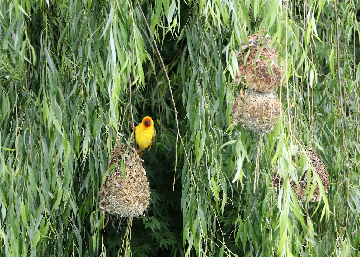 Cape Weaver - ML628037094