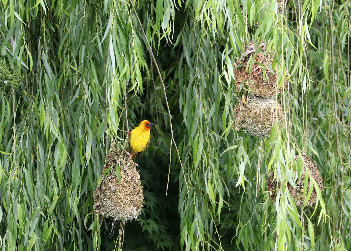 Cape Weaver - ML628037095