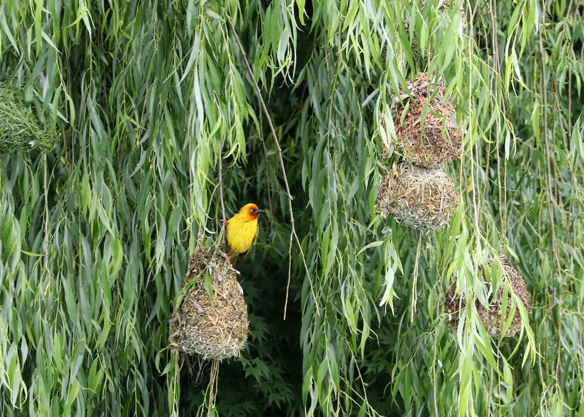 Cape Weaver - ML628037096