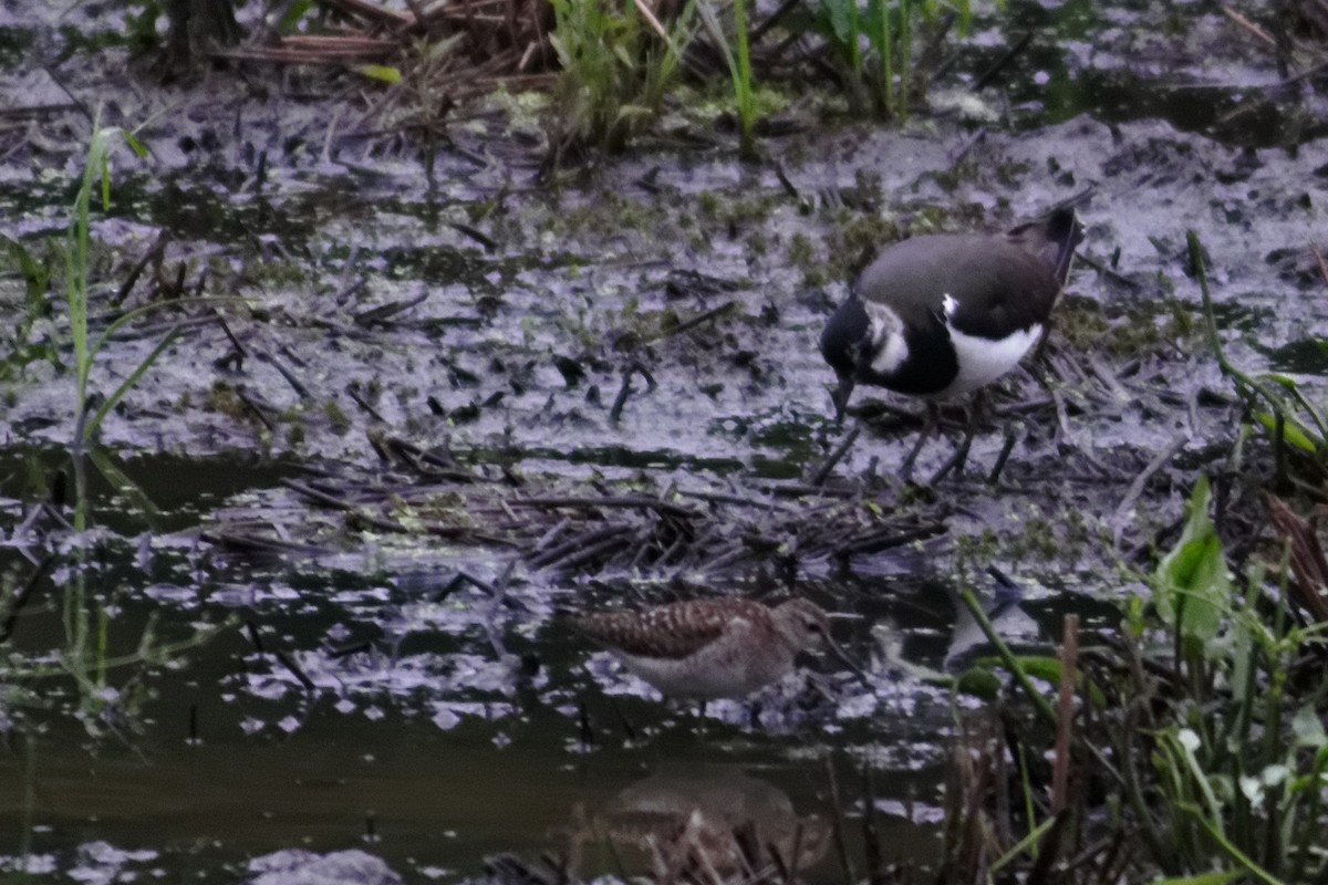 Northern Lapwing - ML628037131
