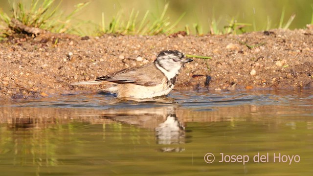 Crested Tit - ML628037148