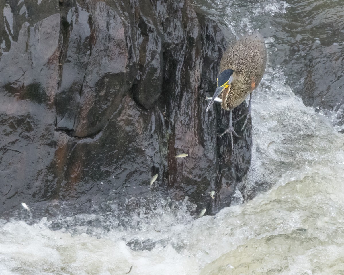 Bare-throated Tiger-Heron - ML628037204