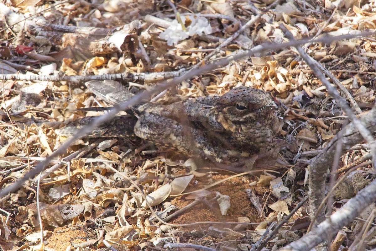 Madagascar Nightjar - ML628037223