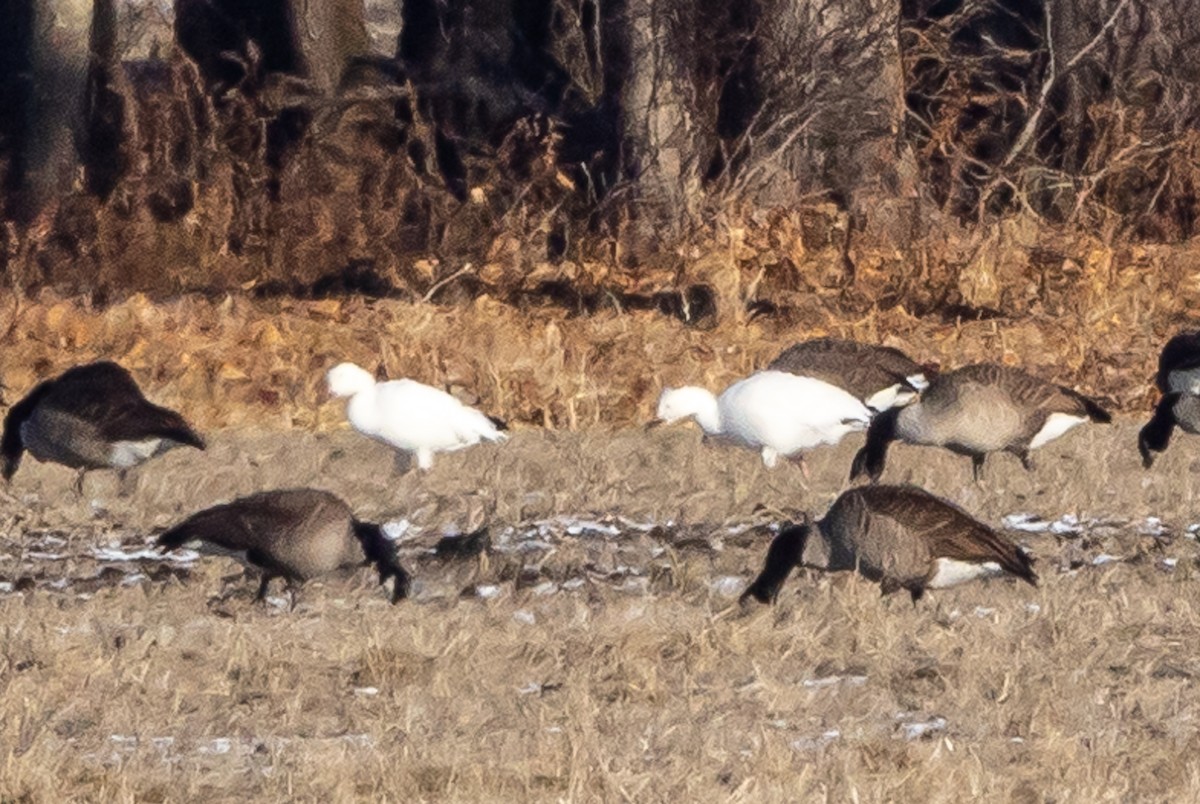 Snow Goose - ML628037225