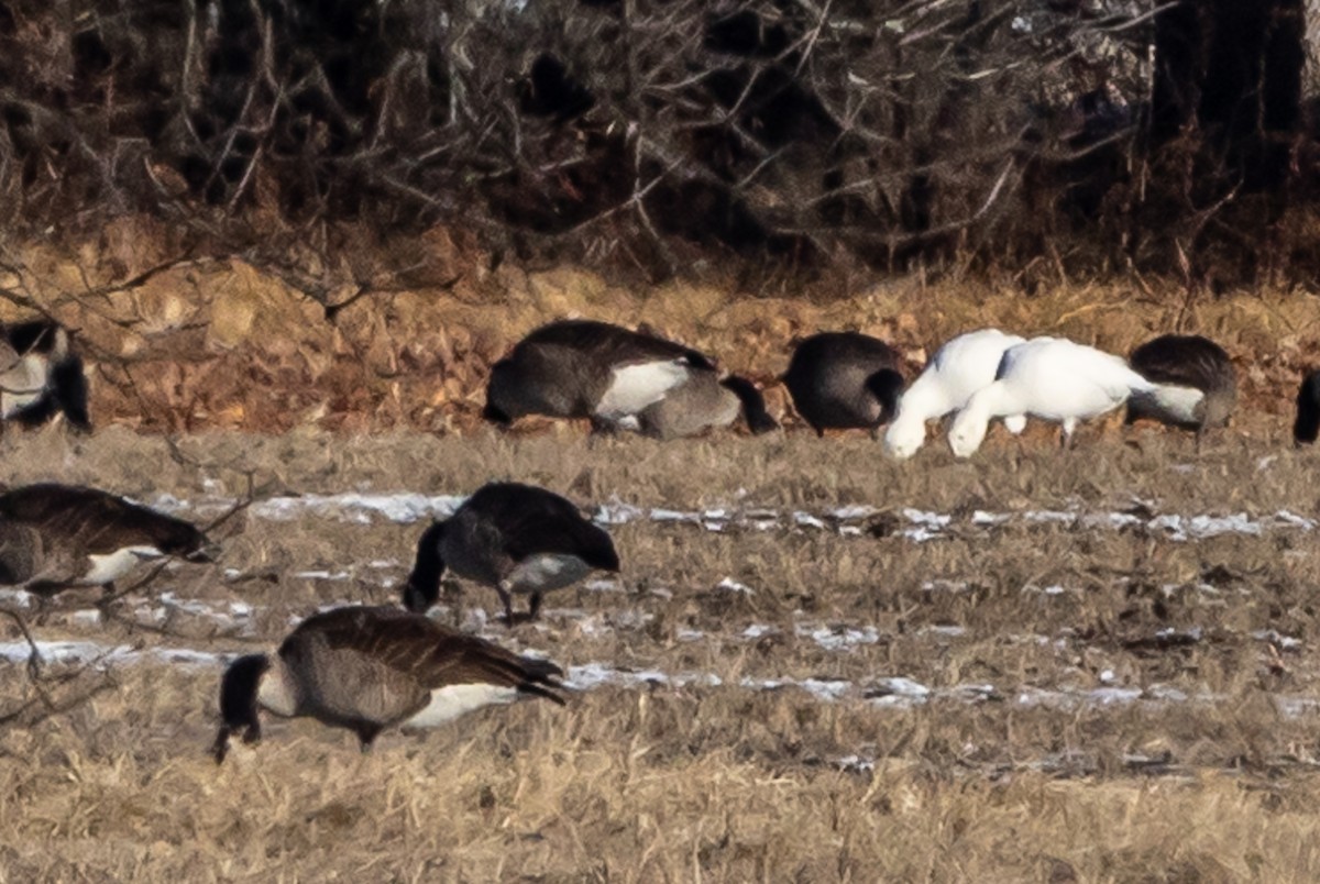 Snow Goose - ML628037226