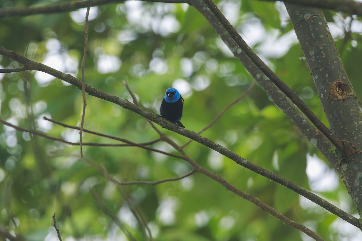 Tangara Cabeciazul - ML628037232