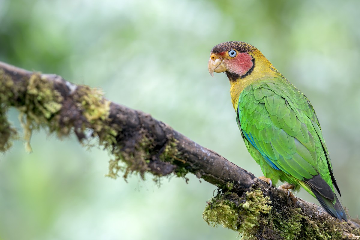 Rose-faced Parrot - ML628037277