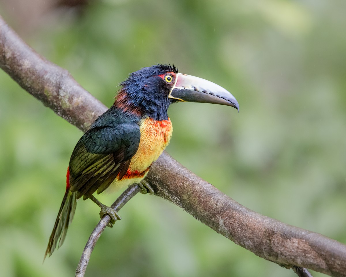 Collared Aracari - ML628037282