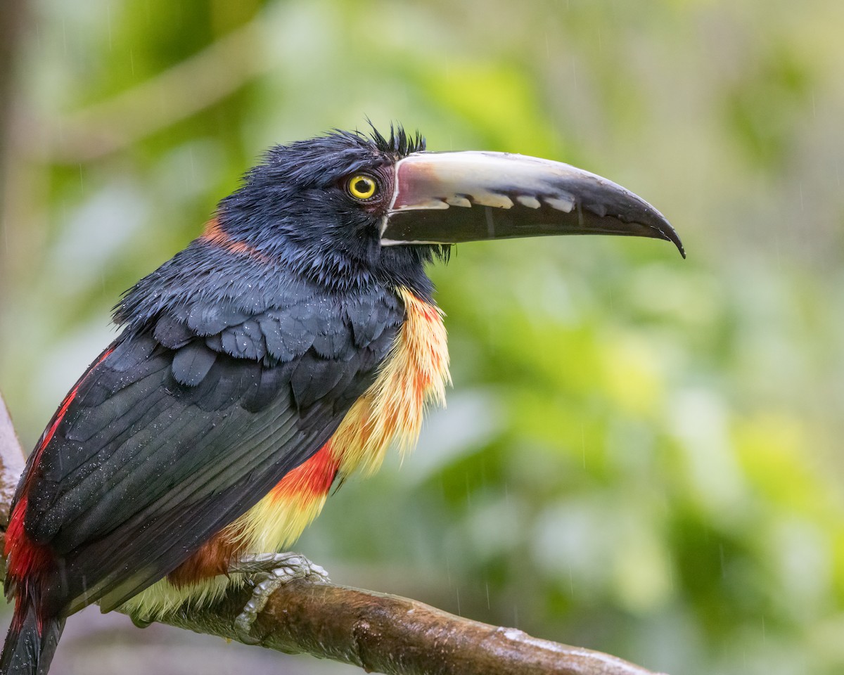 Collared Aracari - ML628037283