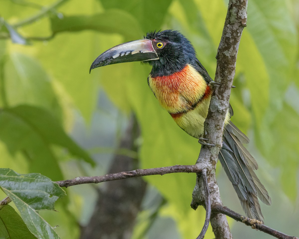 Collared Aracari - ML628037284