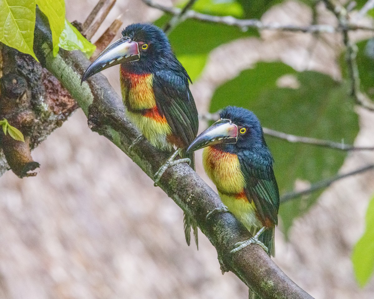 Collared Aracari - ML628037285