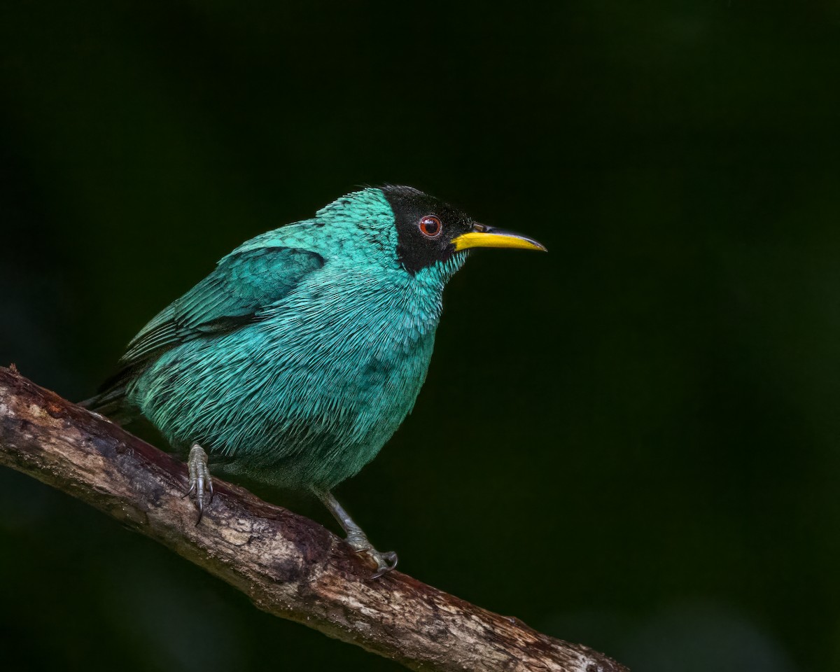 Green Honeycreeper - ML628037313